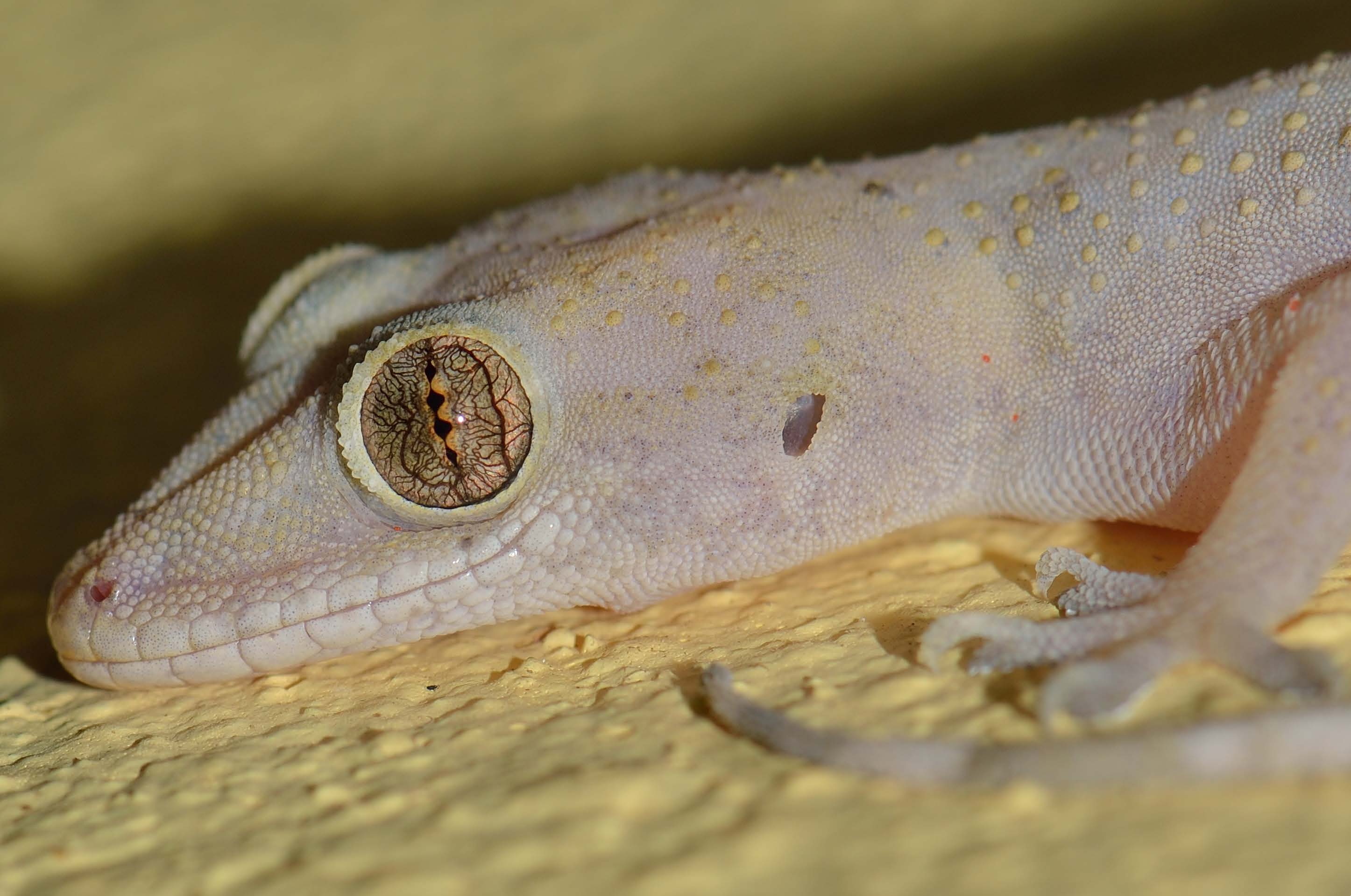 Hemidactylus mabouia gecko